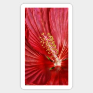 macro-photography of single bright red glowing hibiscus bloom Sticker